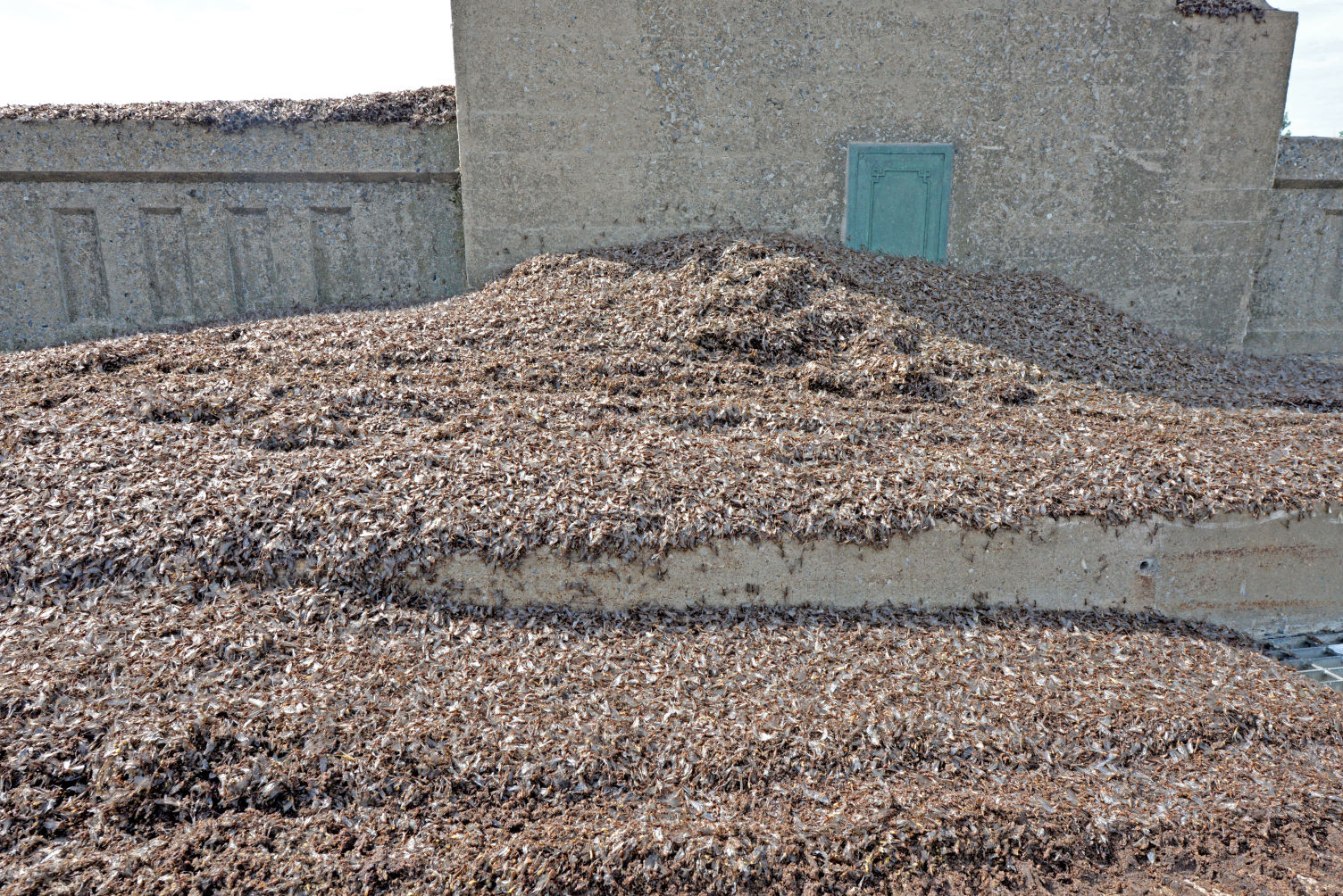 Mayflies June 2015
